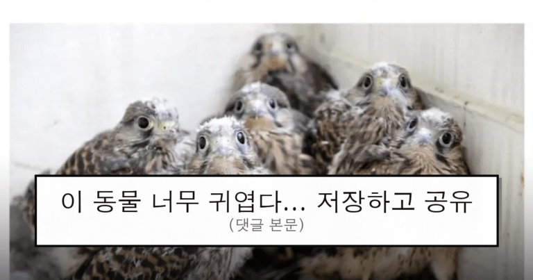 ruliweb_75571179_0_thumb